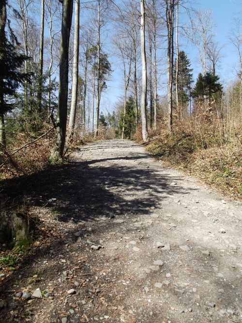 forest path away forest