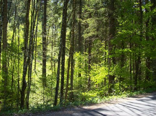 forest path forest trees