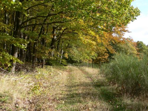 forest path nature green