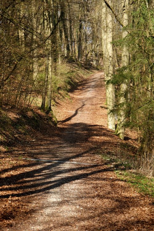 forest path forest nature