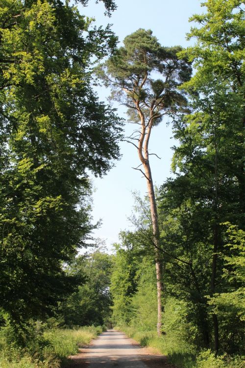 forest path sunny away