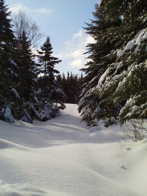 Forest Path