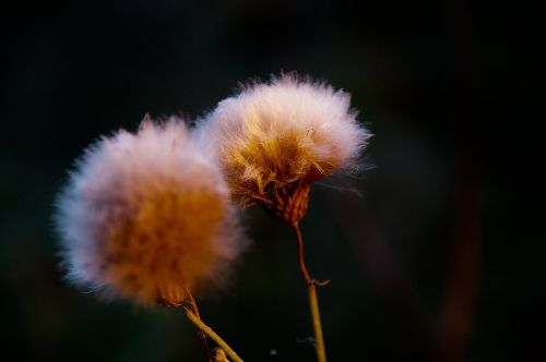 forest plant flying seeds soil plant