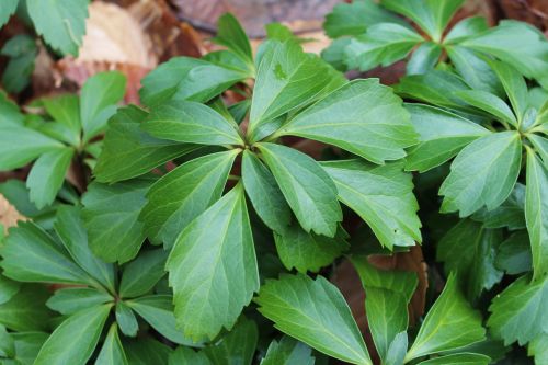 Forest Plant