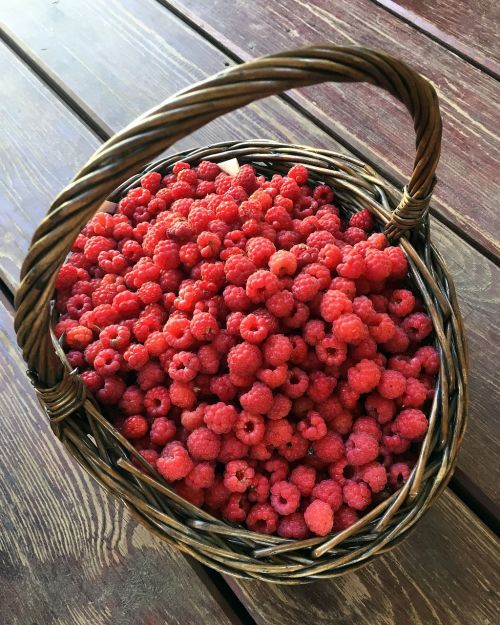 forest raspberry basket wild raspberries