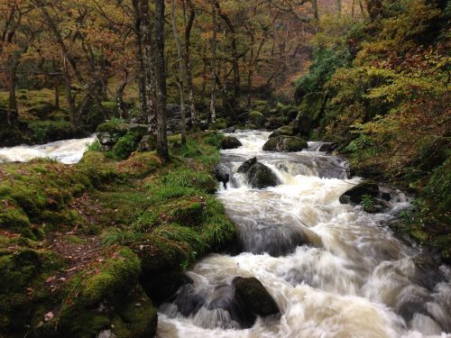 forest river flowing water river