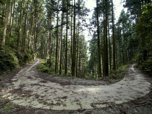 forest road wood forest