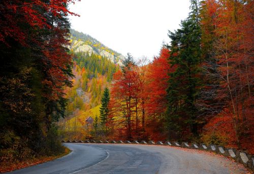 forest road autumn trees