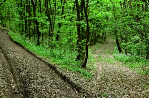 forest road nature transylvania