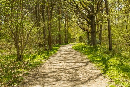 forest road nature england