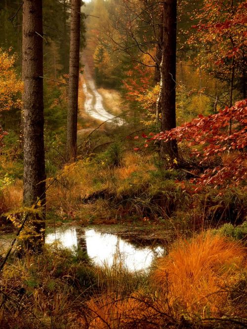 forest road lagoon autumn