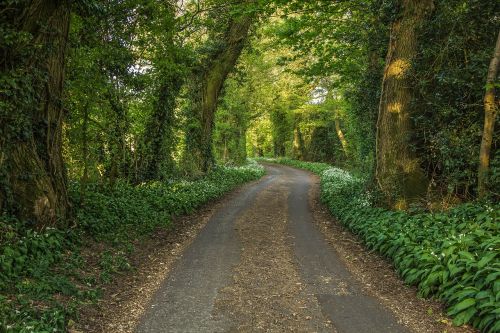 forest road nature spring