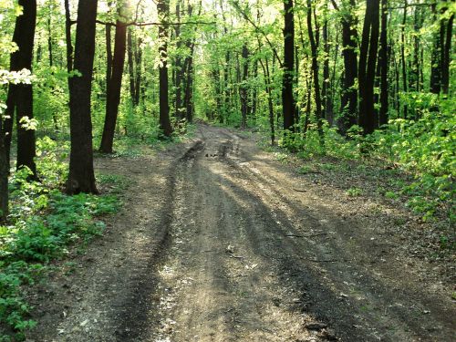 forest road wood road tree