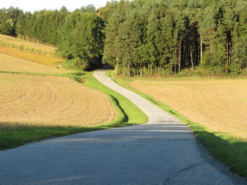 forest road away forest path