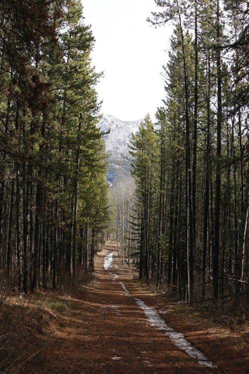 forest road path forest