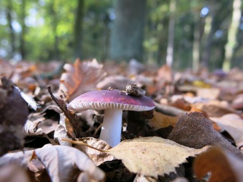 forest screen violet mushroom