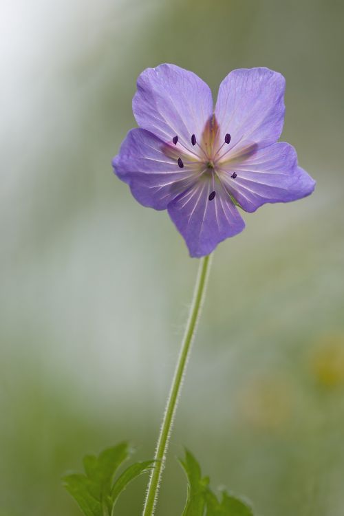 forest storchschnabel flower macro