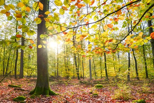 forest sunlight  sun  nature