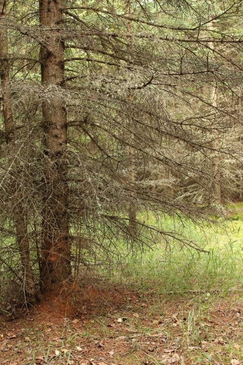 Forest Tree Branches