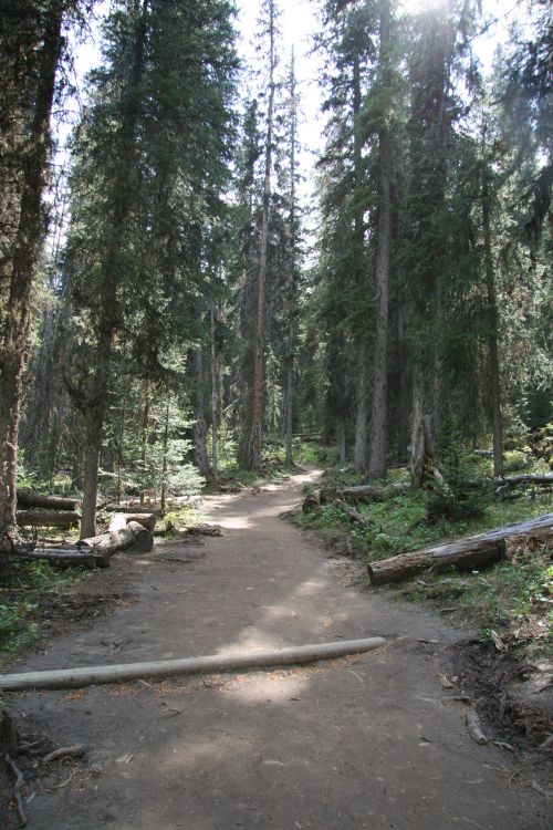 Forest Tree Trail Path