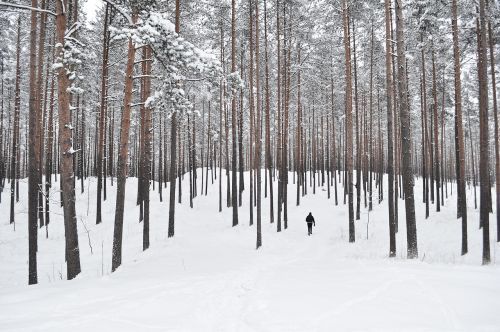 forest trees snow forest