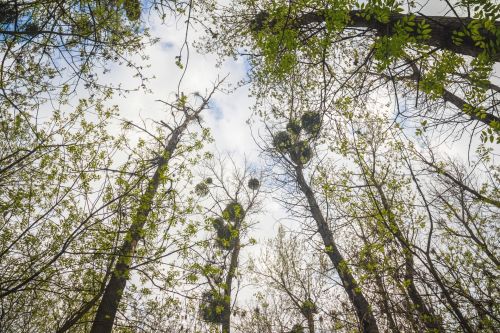 Forest Trees