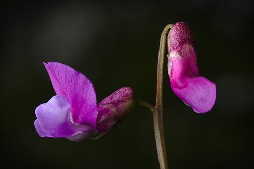 forest violets  blossom  bloom