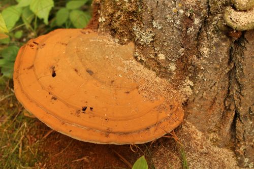 Forest Wild Mushroom Tree