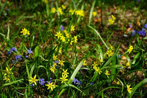 forest - yellow star gagea lutea blossom