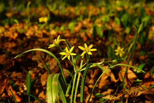 forest - yellow star gagea lutea blossom