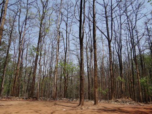 forests dandeli karnataka