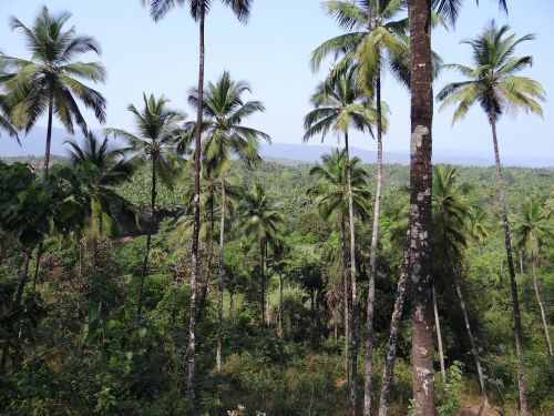 forests coconut groves western ghats