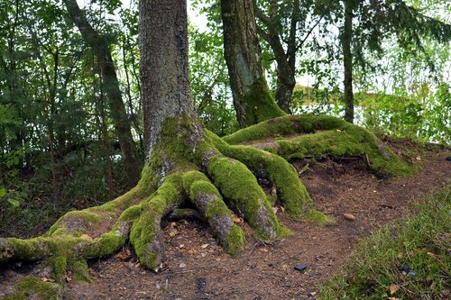 forests  tree  nature