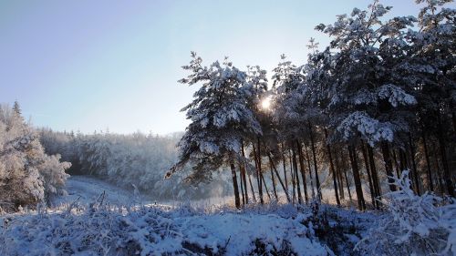 forests coniferous trees winter
