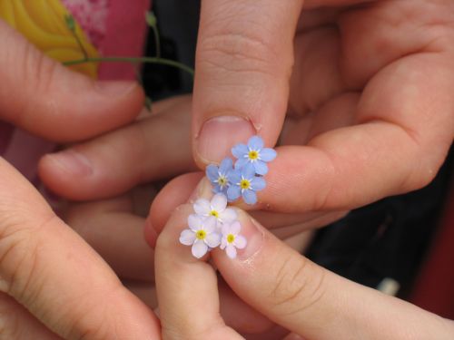 forget-me-not flowers hands