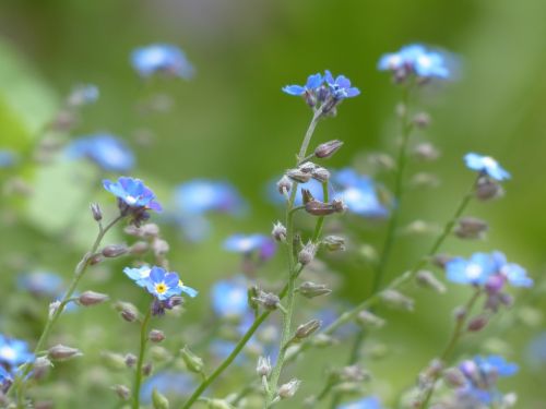 forget me not flower blue