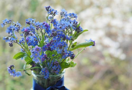 forget me not flower meadow