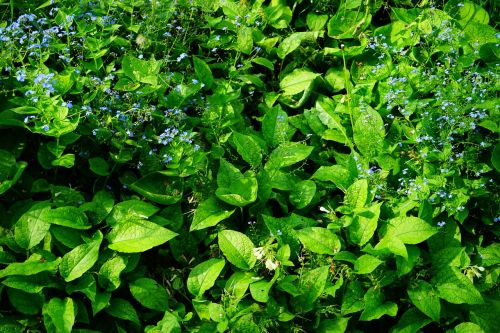 forget me not caucasus forget-me-not flower