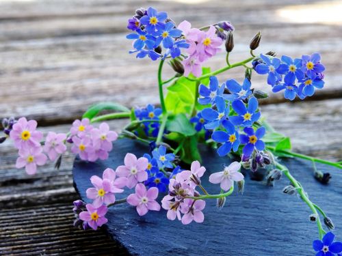 forget me not flowers blue