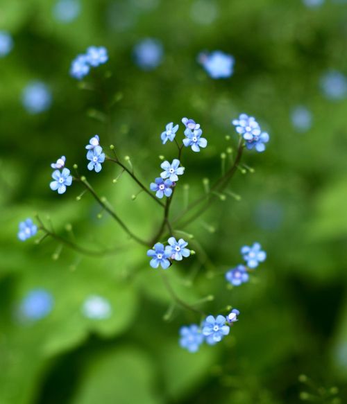 forget me not flower green