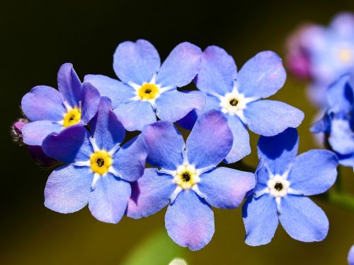 forget me not flower blossom