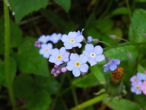 forget me not pointed flower close
