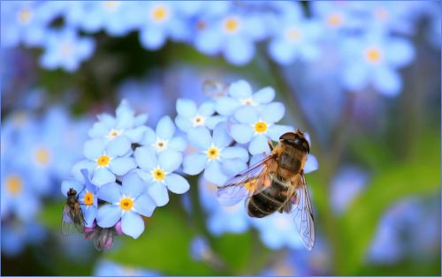forget me not hoverfly fly