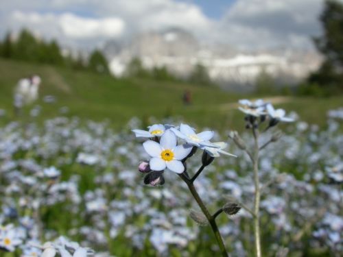 forget me not alpine flora flower