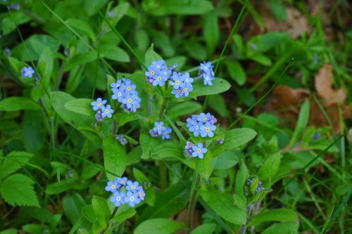 forget me not myosotis flower