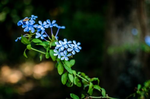 forget-me-not flowers nature