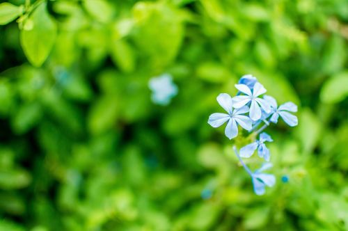 forget-me-not flower blossom