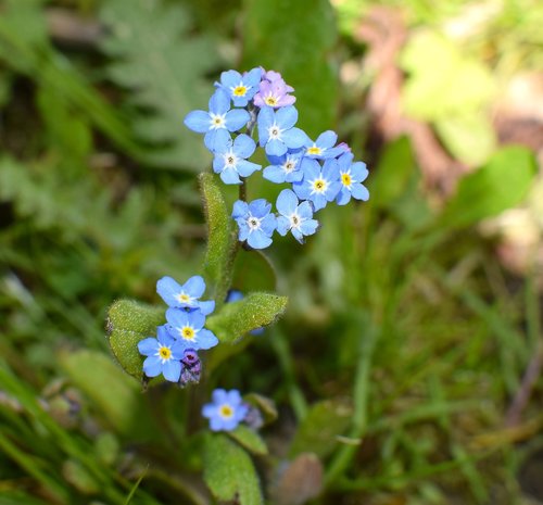 forget me not  blossom  bloom