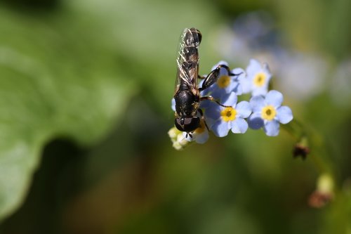 forget-me-not  insect  macro