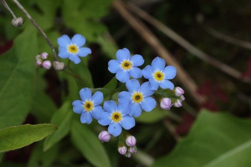 forget-me-not  little  blue